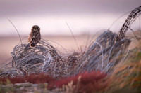 Short-eared owl