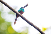 Rufous-tailed Jacamar