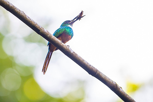 Rufous-tailed Jacamar