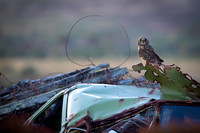 Short-eared owl