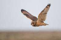Short-eared owl