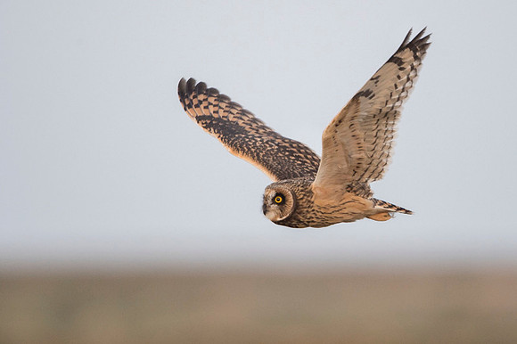 Short-eared owl