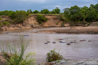 Hippo