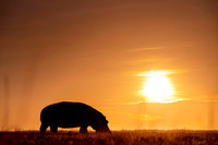 Hippo