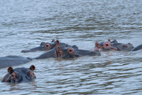 Hippo