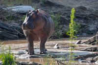 Hippo