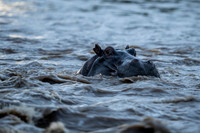 Hippo