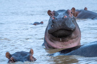 Hippo