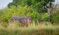 Hippo