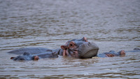 Hippo