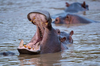 Hippo