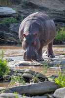 Hippo