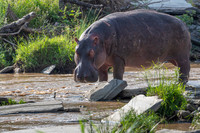 Hippo