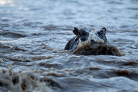 Hippo