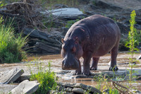 Hippo