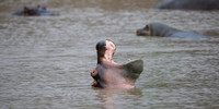 Hippo
