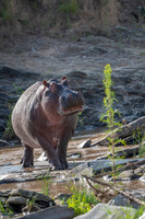 Hippo