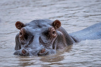 Hippo