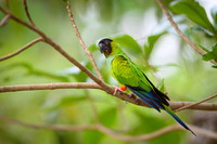 Nandy Parakeet