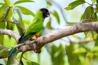 Nandy Parakeet