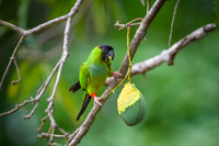Nandy Parakeet