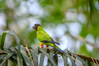 Nandy Parakeet