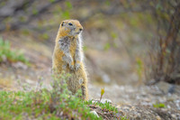 Arctic Squirrel