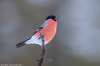Bullfinch / Gil