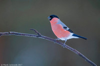 Bullfinch / Gil