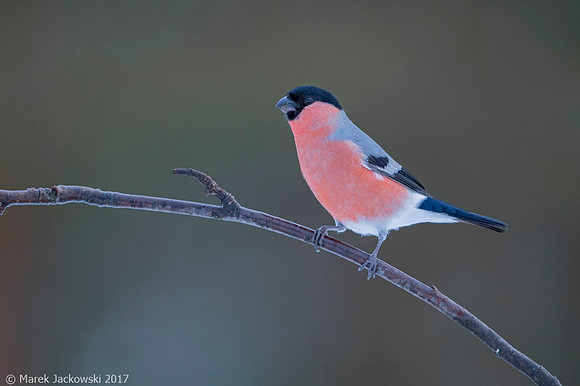 Bullfinch / Gil