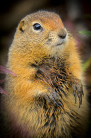 Arctic Squirrel