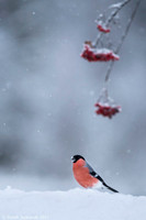 Bullfinch / Gil