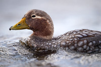 Falkland steamer duck