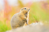 Arctic Squirrel