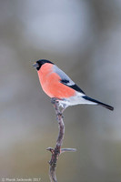Bullfinch / Gil