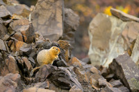 Arctic Squirrel