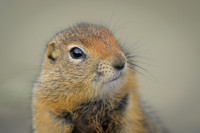 Arctic Squirrel