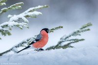 Bullfinch / Gil