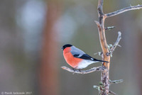 Bullfinch / Gil