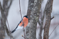 Bullfinch / Gil