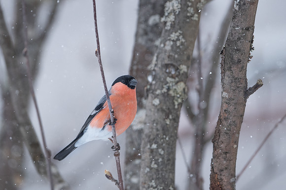 Bullfinch / Gil