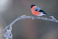 Bullfinch / Gil