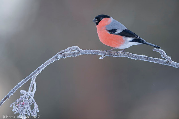 Bullfinch / Gil