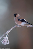 Bullfinch / Gil
