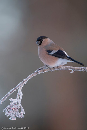 Bullfinch / Gil