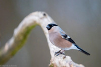 Bullfinch / Gil