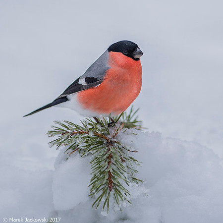 Bullfinch / Gil