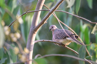 Spotted dove