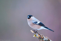 Bullfinch / Gil
