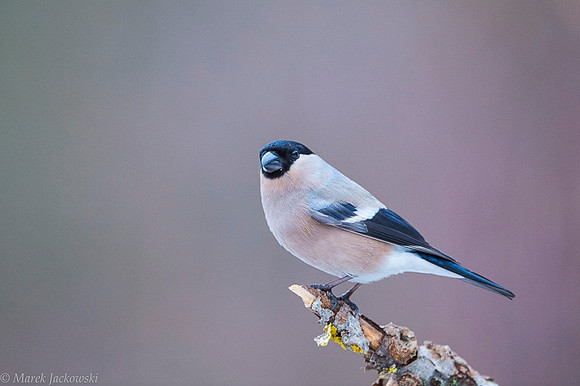Bullfinch / Gil
